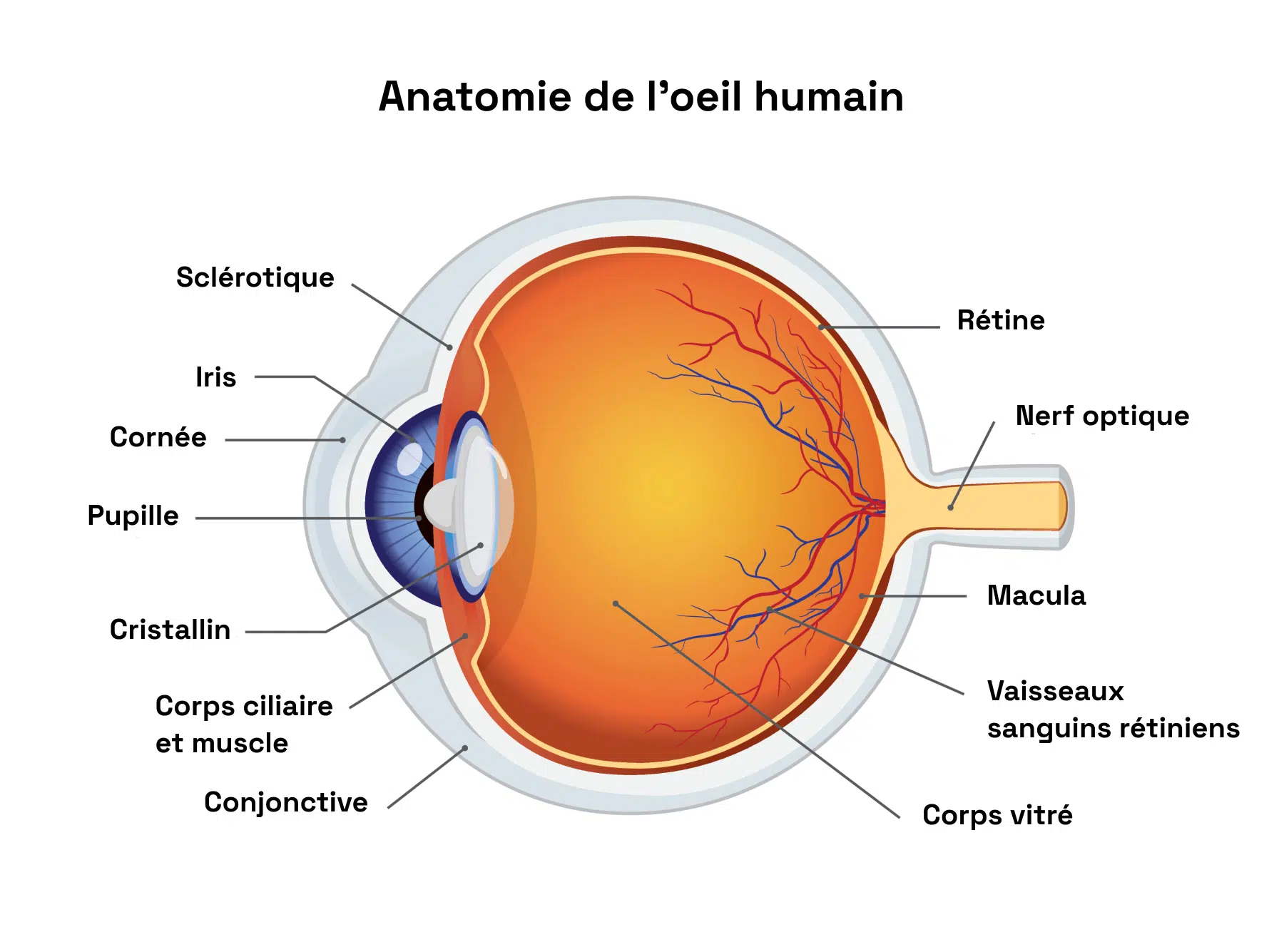 Anatomie De L il P le Ophtalmologique Puteaux